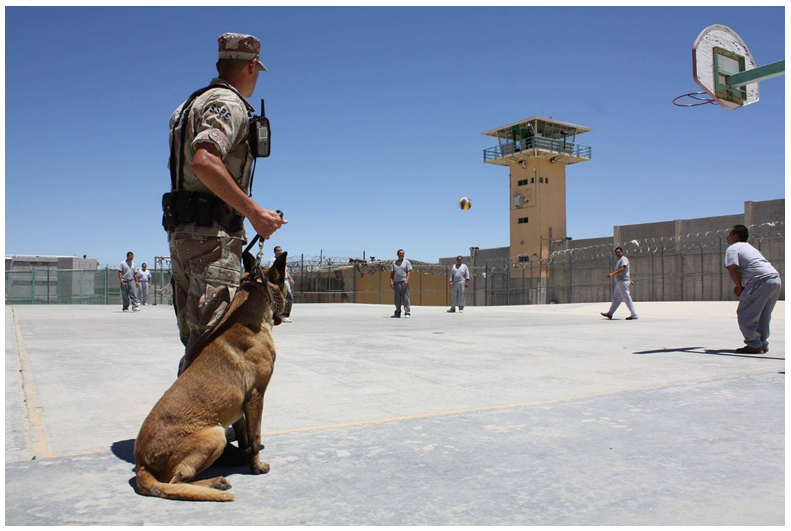 dog-squad-security-management-service